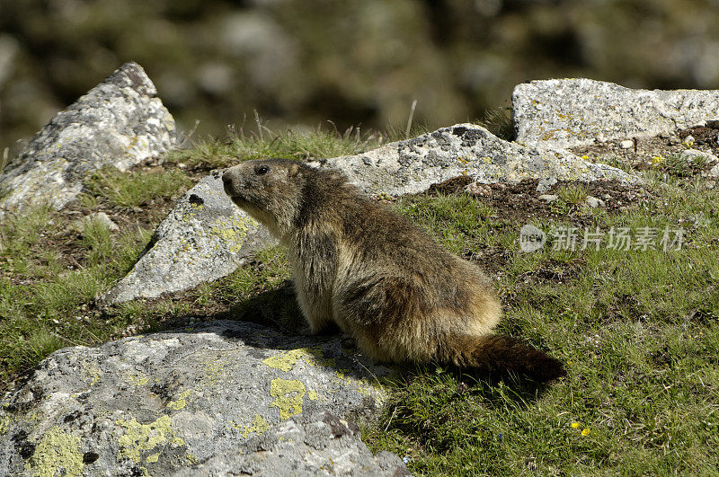 高山旱獭 (Marmota marmota)